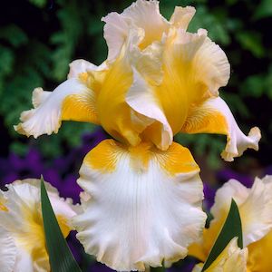 Bearded Iris: Radiant Apogee