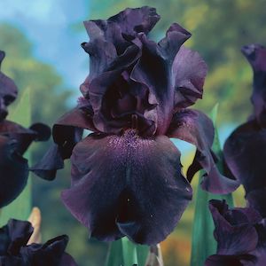 Bearded Iris: Superstition