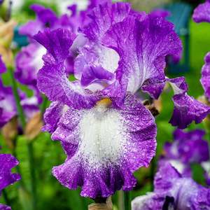 Bearded Iris: Rare Edition