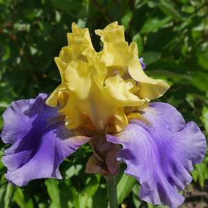 Bearded Iris: Edith Wolford