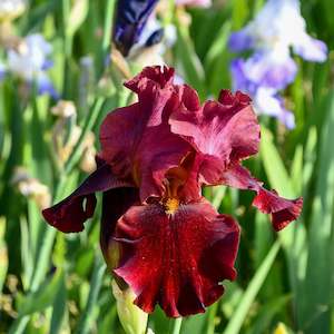 Bearded Iris: Red Zinger