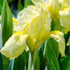 Bearded Iris: Maui Moonlight