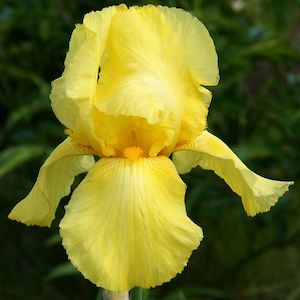 Bearded Iris: Golden Fackel