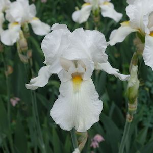 Bearded Iris: Cliffs of Dover