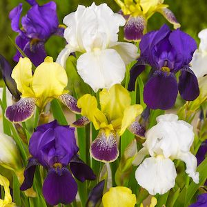 Bearded Iris: Mixed