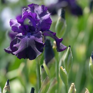 Bearded Iris: Night Owl