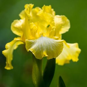 Bearded Iris: Harvest of Memories