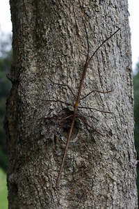 Rustic Iron Sculpture - Stick Insect (non painted) 39cm long