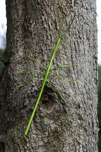 Rustic Iron Sculpture - Stick Insect (Painted) 39cm