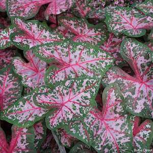 Caladium: Pink Beauty