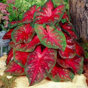 Caladium: Red Flash