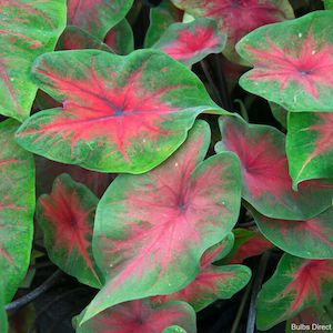 Caladium: Royal Flush