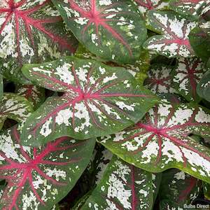 Caladium: Tapestry