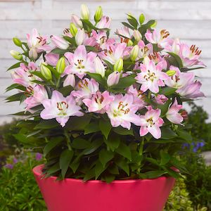 Dwarf Lilies: Souvenir