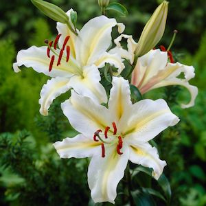 Dwarf Lilies: White Starlight