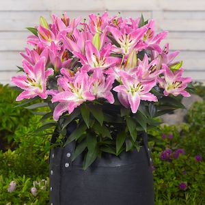 Dwarf Lilies: Entertainer