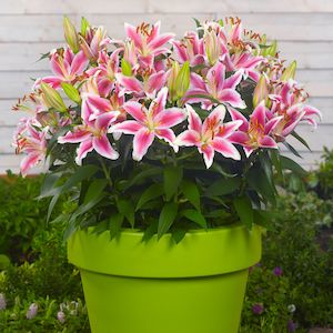 Dwarf Lilies: Starlight Express