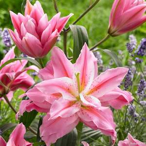 1 2 Price Lilies: Lotus Dream