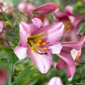 1 2 Price Lilies: Pink Planet