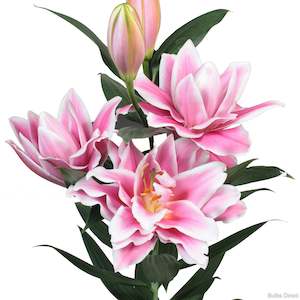 1 2 Price Lilies: Caserta