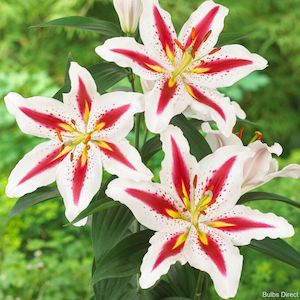 1 2 Price Lilies: Big Smile