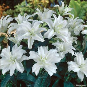 1 2 Price Lilies: Guapa