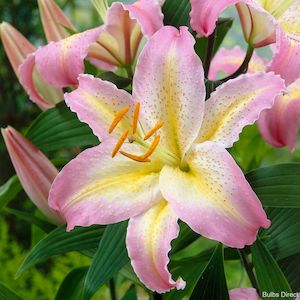 1 2 Price Lilies: Captain Tricolore