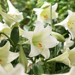 1 2 Price Lilies: White Heaven