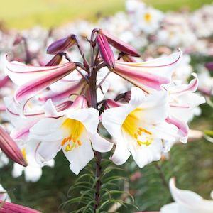 1 2 Price Lilies: Regale