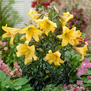 1 2 Price Lilies: Golden Splendour