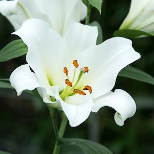 1 2 Price Lilies: Siberia