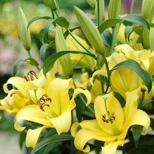 1 2 Price Lilies: Outback