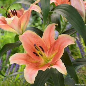 1 2 Price Lilies: Zelmira