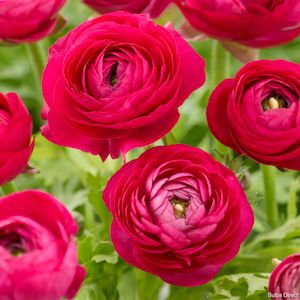 Back In Stock: Ranunculus - Magenta