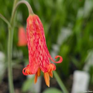 Fritillaria: Recurva