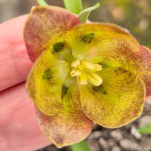 Fritillaria: Olivieri