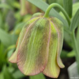 Fritillaria: Ionica Thessala