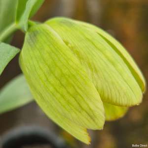 Fritillaria: Ionica