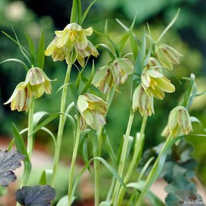 Fritillaria: Hermonis