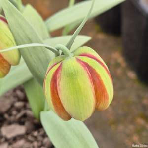 Fritillaria: Gussichiae