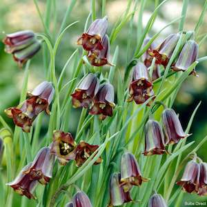 Fritillaria: Elwesii