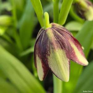 Fritillaria: Biflora var. Ineziana