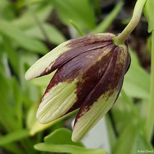 Biflora var. Ineziana (Dwarf Green)