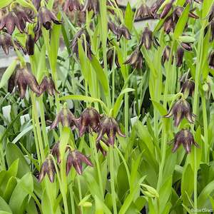 Fritillaria: Biflora var. Biflora