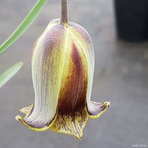 Fritillaria: Acmopetala Dark Form