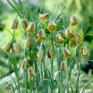 Fritillaria: Acmopetala