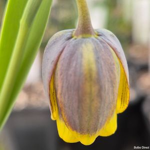 Fritillaria: Uva Vulpis