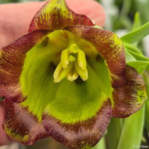 Fritillaria: Theophrasti syn. Pontica Substipelata