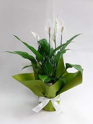 Potted Peace Lily