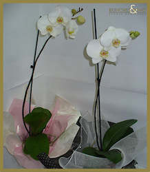 Gifts: Orchid Plant